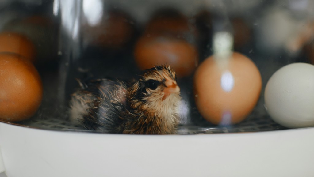 Incubating Ducks and Chickens: A Beginner’s Guide from the Homestead
